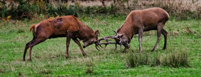 Red Deer Rutting.jpg