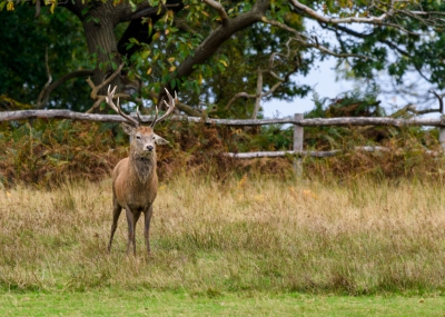 Red Deer at Bradgate.jpg