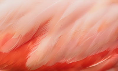 American Flamingo Feather Detail.jpg
