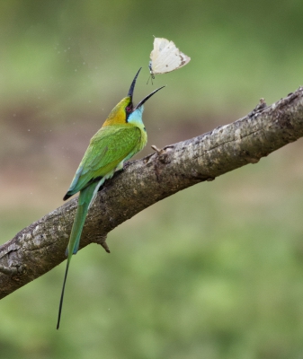 Asian Green Bee-eater.jpg