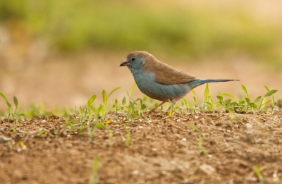 Blue Waxbill.jpg