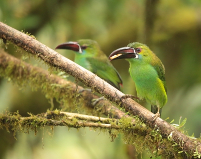 Crimson Rumped Toucanet.jpg