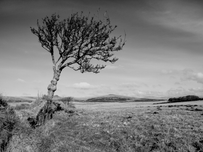 Dartmoor Landscape.jpg