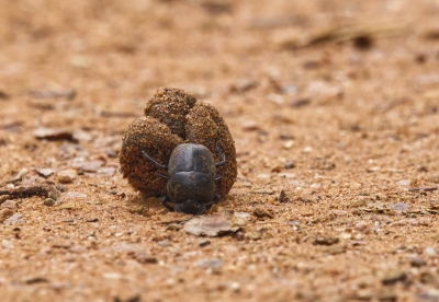 Dung Beetle.jpg