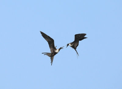 Frigate Birds Dispute.jpg