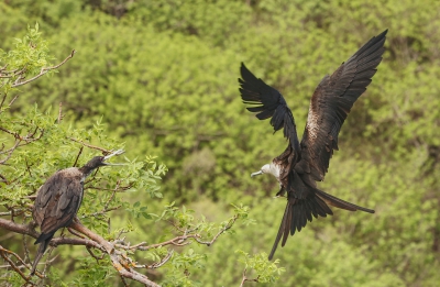 Frigate Birds.jpg