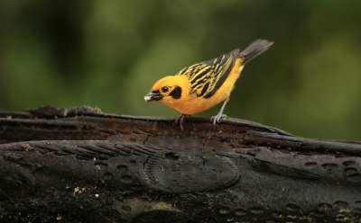 Golden Tanager.jpg