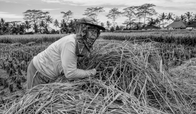Harvest Time.jpg