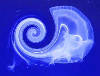 Jellyfish Abstract.jpg