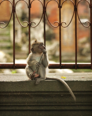 Long Tailed Macaque.jpg