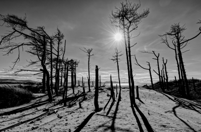 On the Edge of Life.jpg