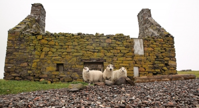 Shetland Sheep.jpg
