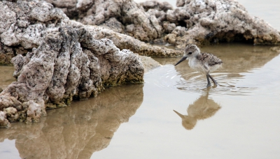 Stilt Chick.jpg