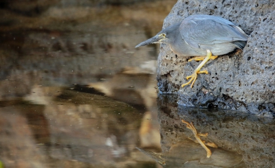 Striated Heron.jpg
