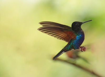 Velvet-purple Coronet.jpg