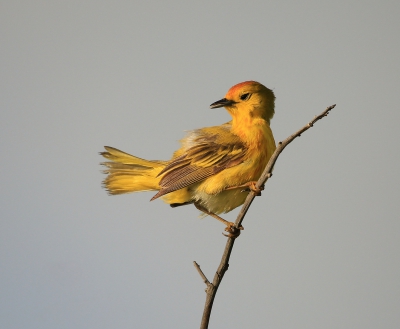 Yellow Warbler.jpg