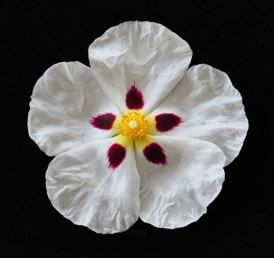 A Cistus.jpg