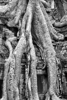Fig Tree Roots.jpg