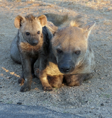 Hyena Cub & Mum.jpg
