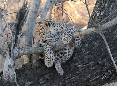 Leopard Cub.jpg