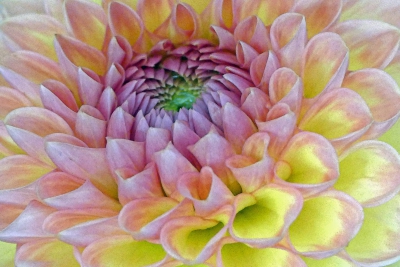 Pink Dhalia.jpg