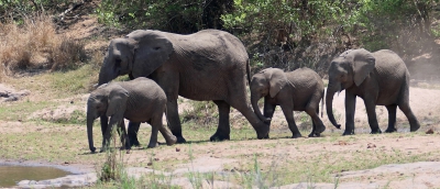 Young Elephants & Mum.jpg