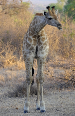 Young Giraffe.jpg