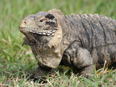 Iguana