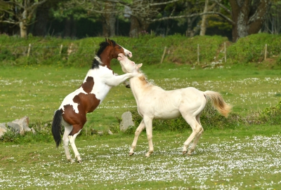 Just Horsing Around.jpg