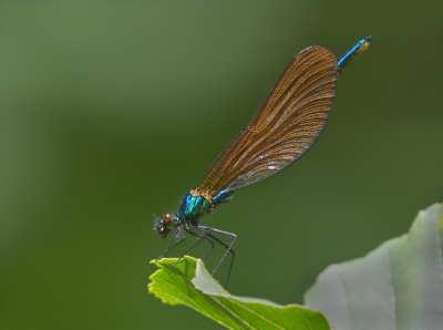 Male Beautiful Demoiselle.jpg