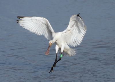 Spoonbill in Flight.jpg