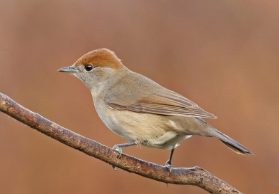 Blackcap Female.jpg