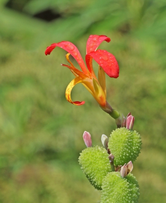 Canna Lily.jpg