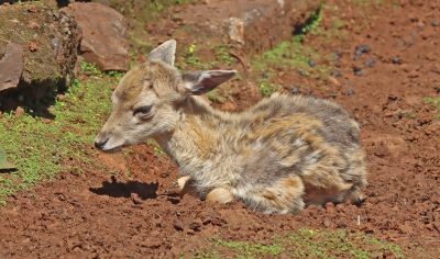 Fawn