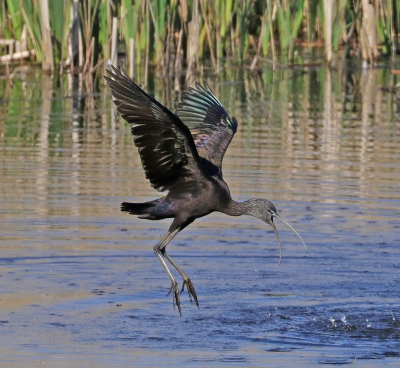 Glossy Ibis.jpg