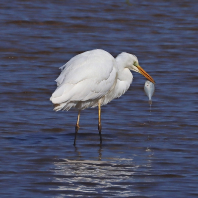 Great White Egret.jpg