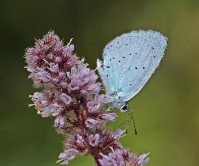 Holly Blue.jpg