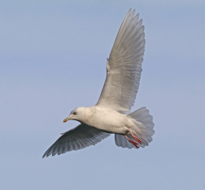Iceland Gull.jpg