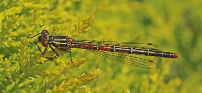 Large Red Damselfly.jpg