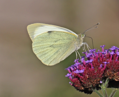 Large White Butterfly 2.jpg