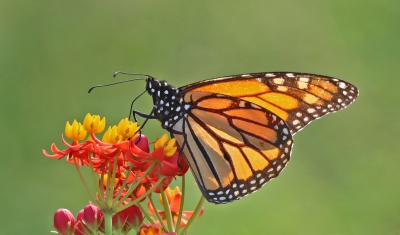 Monarch Butterly.jpg