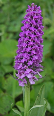 Pyramidal Orchid.jpg