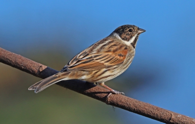 Reed Bunting.jpg