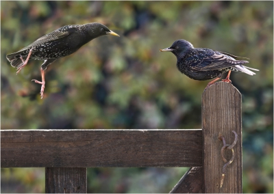 -imminent Attack.jpg