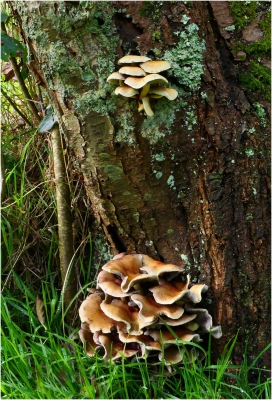 Bracket Fungi.jpg