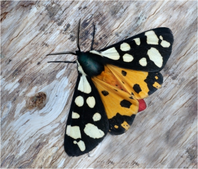 Cream Tiger Moth.jpg