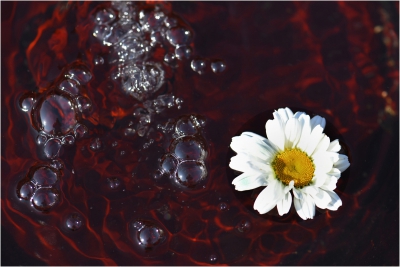 Daisey in Water.jpg