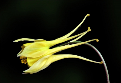 Evening Primrose.jpg