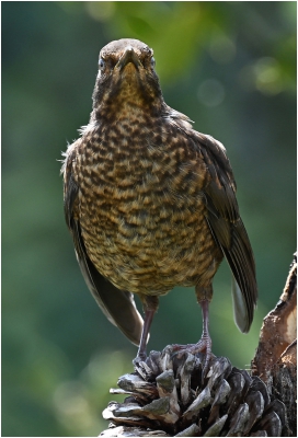 Female Blackbird.jpg