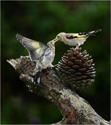 Gold Finch Feeding.jpg